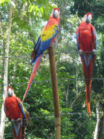 Scarlet macaws - endangered species